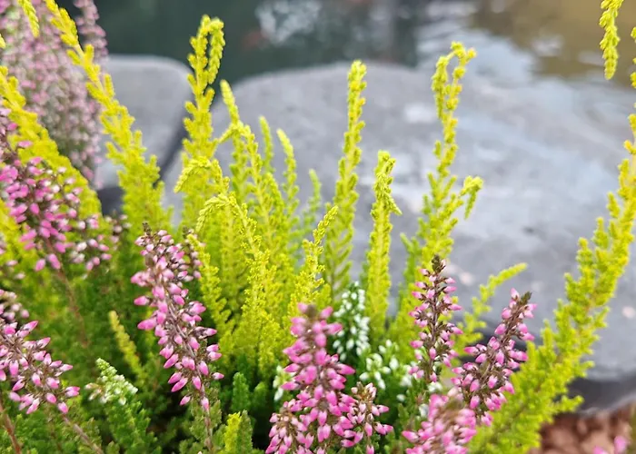 Appartement Le Colibri